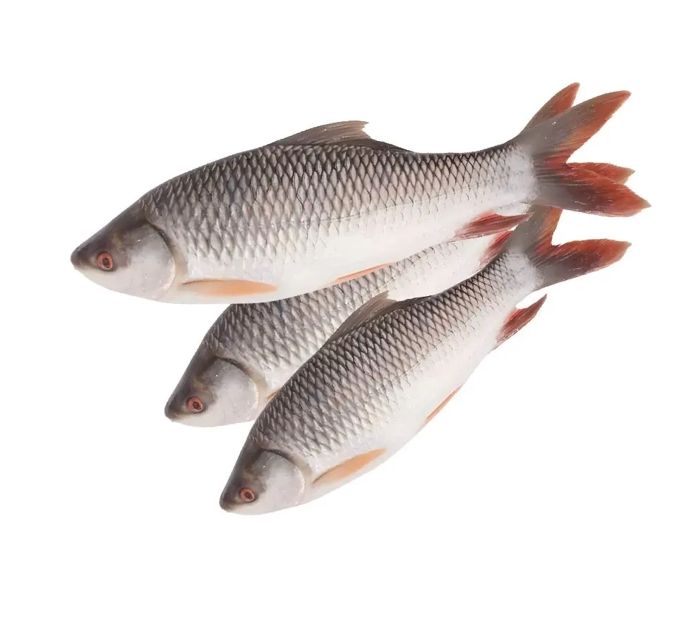 মাছ অসুস্থ? এখনই এই ৫টি কাজ করুন