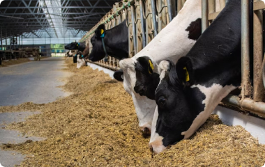 Cow Image