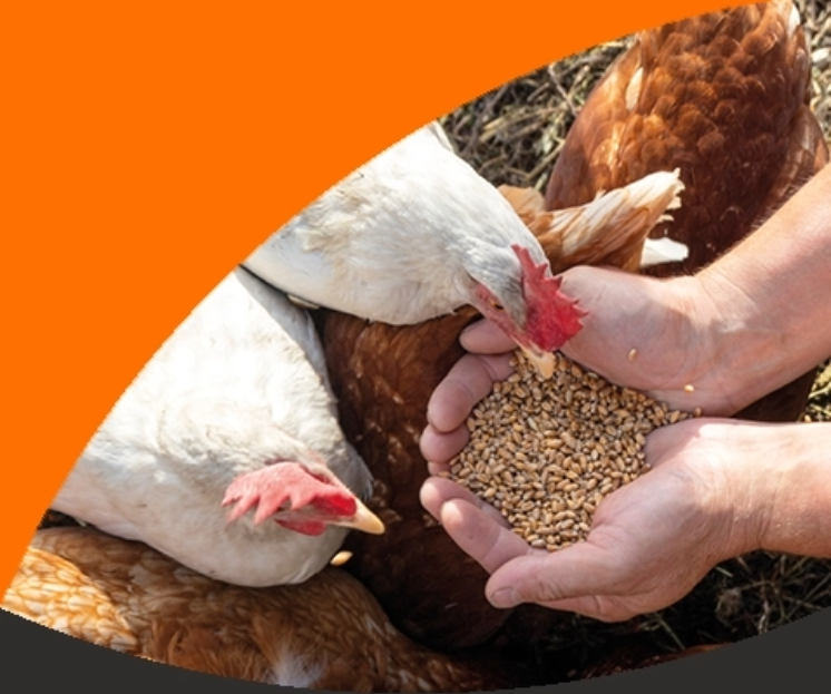 Chicken Image