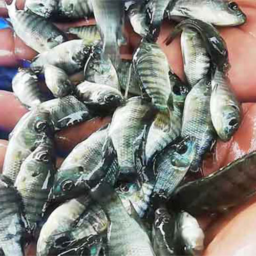 Hatchery Division