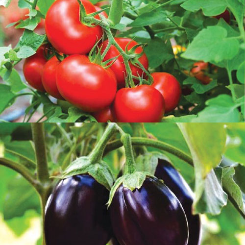 Crop Care Division