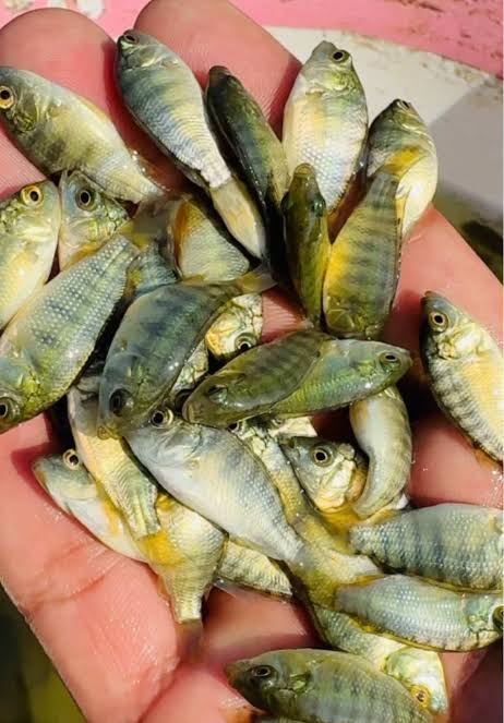 মনোসেক্স তেলাপিয়া পোনা (Monosex Tilapia)